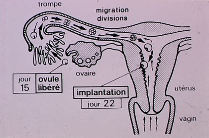 temps spermatozoide feconde ovule|Le parcours des spermatozoïdes jusquà lovule